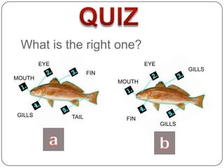 What is the right one?
        EYE                        EYE
                                                 GILLS
                     FIN
MOUTH
                           MOUTH




GILLS         TAIL           FIN
                                         GILLS
 
