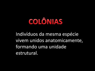 Indivíduos da mesma espécie
vivem unidos anatomicamente,
formando uma unidade
estrutural.
 
