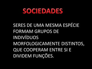 SERES DE UMA MESMA ESPÉCIE
FORMAM GRUPOS DE
INDIVÍDUOS
MORFOLOGICAMENTE DISTINTOS,
QUE COOPERAM ENTRE SI E
DIVIDEM FUNÇÕES.
 
