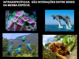 INTRAESPECÍFICAS: SÃO INTERAÇÕES ENTRE SERES
DA MESMA ESPÉCIE.
 