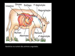 Bactérias no rumen dos animais ungulados
 