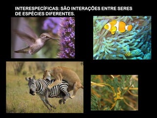 INTERESPECÍFICAS: SÃO INTERAÇÕES ENTRE SERES
DE ESPÉCIES DIFERENTES.
 