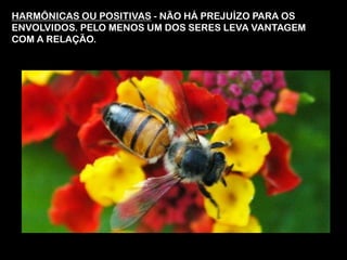 HARMÔNICAS OU POSITIVAS - NÃO HÁ PREJUÍZO PARA OS
ENVOLVIDOS. PELO MENOS UM DOS SERES LEVA VANTAGEM
COM A RELAÇÃO.
 