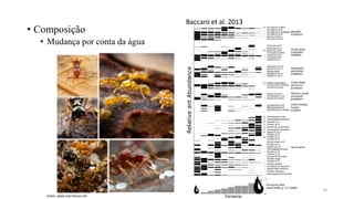 • Composição
• Mudança por conta da água
Baccaro et al. 2013
10
Fotos: www.myrmecos.net
 
