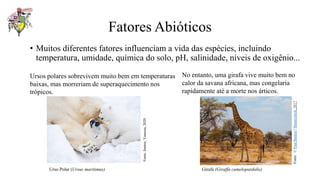 Fatores Abióticos
• Muitos diferentes fatores influenciam a vida das espécies, incluindo
temperatura, umidade, química do solo, pH, salinidade, níveis de oxigênio...
No entanto, uma girafa vive muito bem no
calor da savana africana, mas congelaria
rapidamente até a morte nos árticos.
Ursos polares sobrevivem muito bem em temperaturas
baixas, mas morreriam de superaquecimento nos
trópicos.
Fonte:
Santos,
Vanessa,
2020
Urso Polar (Ursus maritimus) Girafa (Giraffa camelopardalis)
Fonte:
©
Paul
Banton
|
Shutterstock,
2017
 