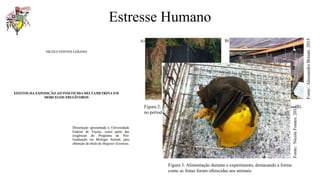 Estresse Humano
Figura 2: Recinto (morcegário) (A) utilizado para acondicionamento das gaiolas (B)
no período de tratamento dos animais.
Fonte:
Alessandro
Brinati.
2015.
Figura 3: Alimentação durante o experimento, destacando a forma
como as frutas foram oferecidas aos animais.
Fonte:
Nicole
Fontes.
2015.
 