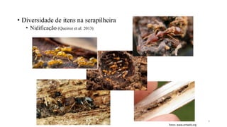• Diversidade de itens na serapilheira
• Nidificação (Queiroz et al. 2013)
Fotos: www.antweb.org
9
 