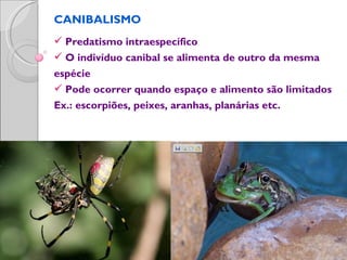 CANIBALISMO
 Predatismo intraespecífico
 O indivíduo canibal se alimenta de outro da mesma
espécie
 Pode ocorrer quando espaço e alimento são limitados
Ex.: escorpiões, peixes, aranhas, planárias etc.
 