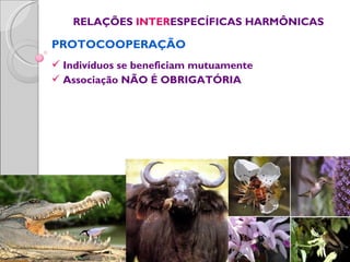 RELAÇÕES INTERESPECÍFICAS HARMÔNICAS

PROTOCOOPERAÇÃO
 Indivíduos se beneficiam mutuamente
 Associação NÃO É OBRIGATÓRIA
 