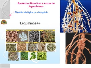 Bactérias Rhizobium e raízes de
             leguminosas

• Fixação biológica no nitrogênio
 