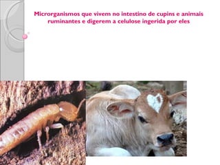 Microrganismos que vivem no intestino de cupins e animais
    ruminantes e digerem a celulose ingerida por eles
 