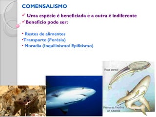 COMENSALISMO
 Uma espécie é beneficiada e a outra é indiferente
Benefício pode ser:

• Restos de alimentos
•Transporte (Forésia)
• Moradia (Inquilinismo/ Epifitismo)
 