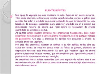 PLANTAS EPÍFITAS
São tipos de vegetais que não enraízam no solo, fixam-se em outras árvores.
Têm porte discreto, se fixam nos tecidos superficiais dos troncos e galhos para
receber luz solar e umidade com mais facilidade do que diretamente no solo.
Dispõem de sistemas específicos para absorver umidade do ar e extrair sua
alimentação mineral da poeira que recai sobre si; necessitam de grande
quantidade de umidade e de luz.
As epífitas jamais buscam alimento nos organismos hospedeiros. Suas raízes
superficiais não absorvem a seiva da planta hospedeira, não há qualquer relação
de parasitismo. Ou seja, a presença de epífitas não prejudica a árvore ou
arbusto onde elas vegetam.
No caso das bromélias, existem as epífitas e as não epífitas, todas têm seu
cálice em forma de rosa no ponto onde as folhas se juntam, chamada de
disposição rosácea; este mecanismo faz com que recebam água da chuva,
poeira e pequenos insetos mortos, que decompostos pela água e misturados à
poeira serão aproveitados em sua nutrição.
As orquídeas têm as raízes revestidas com uma espécie de velame, este é um
tecido formado por células mortas que atuam como uma esponja absorvendo a
umidade e nutrientes.
 