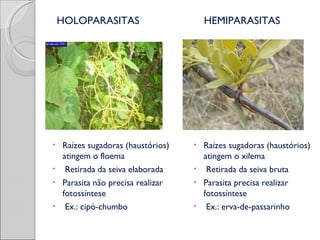 HOLOPARASITAS                     HEMIPARASITAS




• Raízes sugadoras (haustórios)   • Raízes sugadoras (haustórios)
  atingem o floema                  atingem o xilema
• Retirada da seiva elaborada     • Retirada da seiva bruta
• Parasita não precisa realizar   • Parasita precisa realizar
  fotossíntese                      fotossíntese
• Ex.: cipó-chumbo                • Ex.: erva-de-passarinho
 