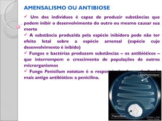 AMENSALISMO OU ANTIBIOSE
 Um dos indivíduos é capaz de produzir substâncias que
podem inibir o desenvolvimento do outro ou mesmo causar sua
morte
 A substância produzida pela espécie inibidora pode não ter
efeito letal sobre a espécie amensal (espécie cujo
desenvolvimento é inibido)
 Fungos e bactérias produzem substâncias – os antibióticos –
que interrompem o crescimento de populações de outros
microrganismos
 Fungo Penicilium notatum é o responsável pela produção do
mais antigo antibiótico: a penicilina.
 