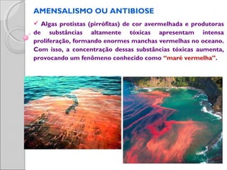AMENSALISMO OU ANTIBIOSE
 Algas protistas (pirrófitas) de cor avermelhada e produtoras
de substâncias altamente tóxicas apresentam intensa
proliferação, formando enormes manchas vermelhas no oceano.
Com isso, a concentração dessas substâncias tóxicas aumenta,
provocando um fenômeno conhecido como “maré vermelha”.
 