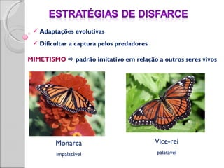  Adaptações evolutivas
  Dificultar a captura pelos predadores

MIMETISMO  padrão imitativo em relação a outros seres vivos




        Monarca                            Vice-rei
         impalatável                       palatável
 