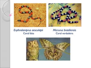 Erythrolamprus aesculapii   Micrurus brasiliensis
        Coral falsa           Coral verdadeira
 