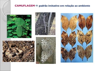 CAMUFLAGEM  padrão imitativo em relação ao ambiente
 