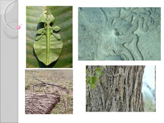 Interações ecológicas