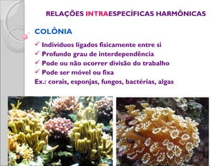 RELAÇÕES INTRAESPECÍFICAS HARMÔNICAS

COLÔNIA
 Indivíduos ligados fisicamente entre si
 Profundo grau de interdependência
 Pode ou não ocorrer divisão do trabalho
 Pode ser móvel ou fixa
Ex.: corais, esponjas, fungos, bactérias, algas
 