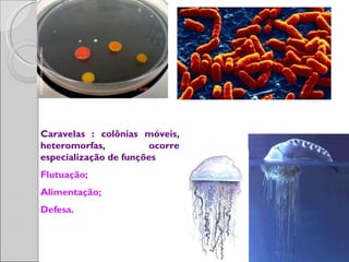 Caravelas : colônias móveis,
heteromorfas,           ocorre
especialização de funções
Flutuação;
Alimentação;
Defesa.
 