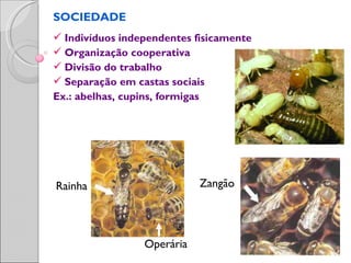 SOCIEDADE
 Indivíduos independentes fisicamente
 Organização cooperativa
 Divisão do trabalho
 Separação em castas sociais
Ex.: abelhas, cupins, formigas




Rainha                      Zangão




                 Operária
 