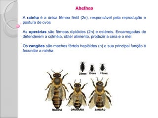Abelhas

A rainha é a única fêmea fértil (2n), responsável pela reprodução e
postura de ovos

As operárias são fêmeas diplóides (2n) e estéreis. Encarregadas de
defenderem a colméia, obter alimento, produzir a cera e o mel

Os zangões são machos férteis haplóides (n) e sua principal função é
fecundar a rainha
 