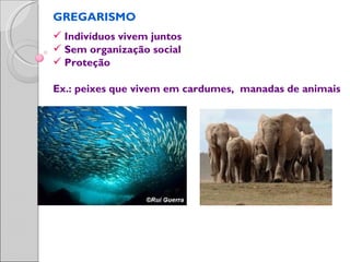 GREGARISMO
 Indivíduos vivem juntos
 Sem organização social
 Proteção

Ex.: peixes que vivem em cardumes, manadas de animais
 