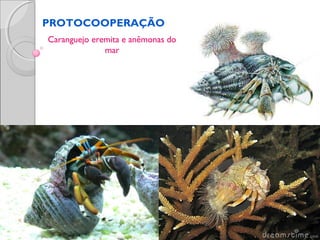 PROTOCOOPERAÇÃO
Caranguejo eremita e anêmonas do
mar
 
