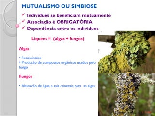 MUTUALISMO OU SIMBIOSE
 Indivíduos se beneficiam mutuamente
 Associação é OBRIGATÓRIA
 Dependência entre os indivíduos
Liquens = (algas + fungos)
Algas
• Fotossíntese
• Produção de compostos orgânicos usados pelo
fungo
Fungos
• Absorção de água e sais minerais para as algas
 