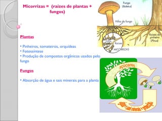 Micorrizas = (raízes de plantas +
fungos)
Plantas
• Pinheiros, tomateiros, orquídeas
• Fotossíntese
• Produção de compostos orgânicos usados pelo
fungo
Fungos
• Absorção de água e sais minerais para a planta
 