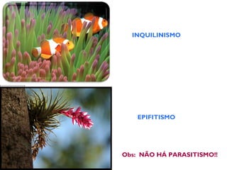 INQUILINISMO
EPIFITISMO
Obs: NÃO HÁ PARASITISMO!!
 