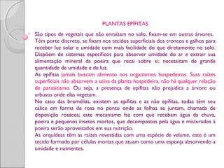 PLANTAS EPÍFITAS
São tipos de vegetais que não enraízam no solo, fixam-se em outras árvores.
Têm porte discreto, se fixam nos tecidos superficiais dos troncos e galhos para
receber luz solar e umidade com mais facilidade do que diretamente no solo.
Dispõem de sistemas específicos para absorver umidade do ar e extrair sua
alimentação mineral da poeira que recai sobre si; necessitam de grande
quantidade de umidade e de luz.
As epífitas jamais buscam alimento nos organismos hospedeiros. Suas raízes
superficiais não absorvem a seiva da planta hospedeira, não há qualquer relação
de parasitismo. Ou seja, a presença de epífitas não prejudica a árvore ou
arbusto onde elas vegetam.
No caso das bromélias, existem as epífitas e as não epífitas, todas têm seu
cálice em forma de rosa no ponto onde as folhas se juntam, chamada de
disposição rosácea; este mecanismo faz com que recebam água da chuva,
poeira e pequenos insetos mortos, que decompostos pela água e misturados à
poeira serão aproveitados em sua nutrição.
As orquídeas têm as raízes revestidas com uma espécie de velame, este é um
tecido formado por células mortas que atuam como uma esponja absorvendo a
umidade e nutrientes.
 