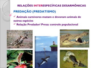 RELAÇÕES INTERESPECÍFICAS DESARMÔNICAS
PREDAÇÃO (PREDATISMO)
 Animais carnívoros matam e devoram animais de
outras espécies
 Relação Predador/ Presa: controle populacional
 