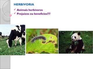 HERBIVORIA
 Animais herbívoros
 Prejuízos ou benefícios???
 