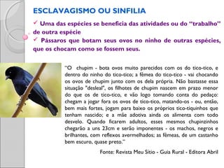 ESCLAVAGISMO OU SINFILIA
 Uma das espécies se beneficia das atividades ou do “trabalho”
de outra espécie
 Pássaros que botam seus ovos no ninho de outras espécies,
que os chocam como se fossem seus.
“O chupim - bota ovos muito parecidos com os do tico-tico, e
dentro do ninho do tico-tico; a fêmea do tico-tico - vai chocando
os ovos de chupim junto com os dela própria. Não bastasse essa
situação "desleal", os filhotes de chupim nascem em prazo menor
do que os de tico-tico, e vão logo tomando conta do pedaço:
chegam a jogar fora os ovos de tico-tico, matando-os - ou, então,
bem mais fortes, jogam para baixo os próprios tico-tiquinhos que
tenham nascido; e a mãe adotiva ainda os alimenta com todo
desvelo. Quando ficarem adultos, esses mesmos chupinzinhos
chegarão a uns 23cm e serão imponentes - os machos, negros e
brilhantes, com reflexos avermelhados; as fêmeas, de um castanho
bem escuro, quase preto.”
Fonte: Revista Meu Sítio - Guia Rural - Editora Abril
 