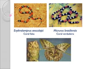 Erythrolamprus aesculapii
Coral falsa
Micrurus brasiliensis
Coral verdadeira
 
