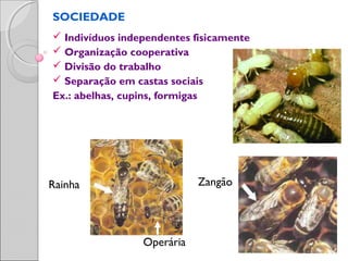 SOCIEDADE
 Indivíduos independentes fisicamente
 Organização cooperativa
 Divisão do trabalho
 Separação em castas sociais
Ex.: abelhas, cupins, formigas
ZangãoRainha
Operária
 