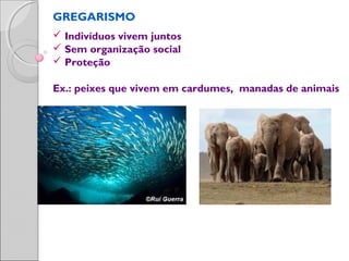 GREGARISMO
 Indivíduos vivem juntos
 Sem organização social
 Proteção
Ex.: peixes que vivem em cardumes, manadas de animais
 