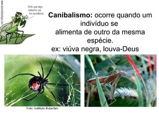 Canibalismo: ocorre quando um
indivíduo se
alimenta de outro da mesma
espécie.
ex: viúva negra, louva-Deus
 
