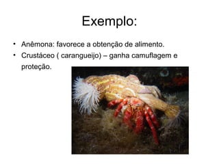 Exemplo:
• Anêmona: favorece a obtenção de alimento.
• Crustáceo ( carangueijo) – ganha camuflagem e
proteção.
 