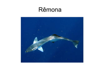 Rêmona
 