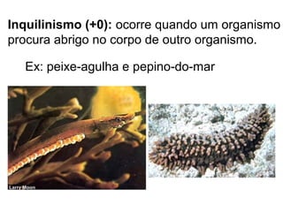 Inquilinismo (+0): ocorre quando um organismo
procura abrigo no corpo de outro organismo.
Ex: peixe-agulha e pepino-do-mar
 