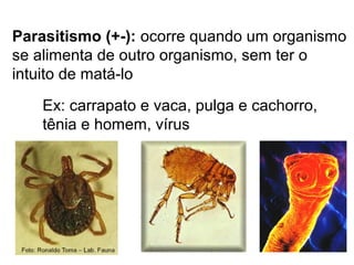 Parasitismo (+-): ocorre quando um organismo
se alimenta de outro organismo, sem ter o
intuito de matá-lo
Ex: carrapato e vaca, pulga e cachorro,
tênia e homem, vírus
 