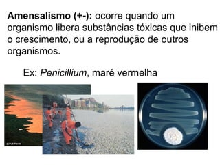 Amensalismo (+-): ocorre quando um
organismo libera substâncias tóxicas que inibem
o crescimento, ou a reprodução de outros
organismos.
Ex: Penicillium, maré vermelha
 