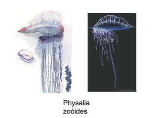 Physalia
zoóides
 
