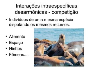 Interações intraespecíficas
desarmônicas - competição
• Indivíduos de uma mesma espécie
disputando os mesmos recursos.
• Alimento
• Espaço
• Ninhos
• Fêmeas....
 