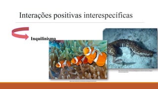 Interações positivas interespecíficas
https://www.infoescola.com/relacoes-ecologicas/inquilinismo/
Inquilinismo
https://dex.descomplica.com.br/enem/biologia/enem-extensivo-relacoes-ecologicas-
harmonicas/explicacao/1
 