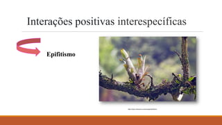 Interações positivas interespecíficas
Epifitismo
https://www.infoescola.com/ecologia/epifitismo/
 